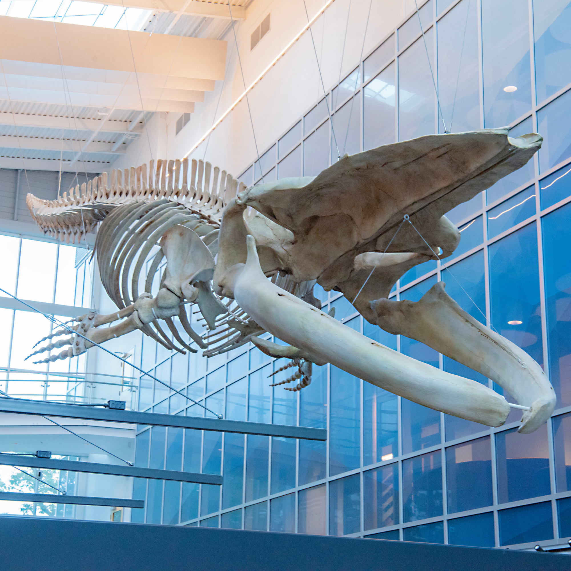 whale website