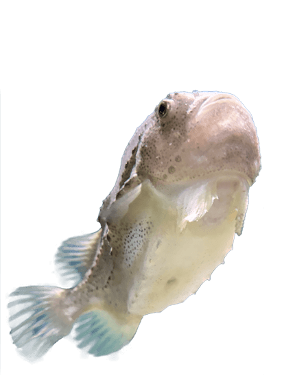 Fish (1)